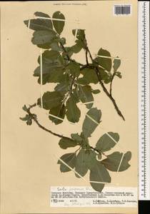 Salix jenisseensis (Fr. Schmidt) B. Floder., Mongolia (MONG) (Mongolia)