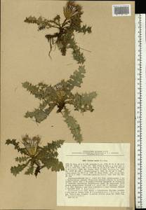 Cirsium acaule (L.) Scop., Eastern Europe, Latvia (E2b) (Latvia)