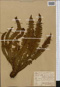 Polystichum lonchitis (L.) Roth, Eastern Europe, Northern region (E1) (Russia)