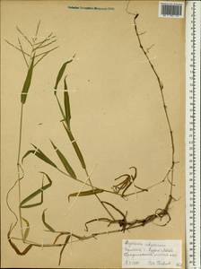 Digitaria abyssinica (Hochst. ex A.Rich.) Stapf, Africa (AFR) (Ethiopia)