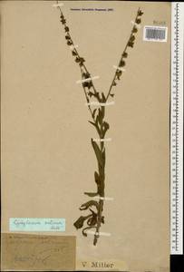 Cynoglossum creticum Mill., Caucasus, Black Sea Shore (from Novorossiysk to Adler) (K3) (Russia)
