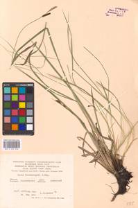 Carex nigra (L.) Reichard, Eastern Europe, Central forest-and-steppe region (E6) (Russia)