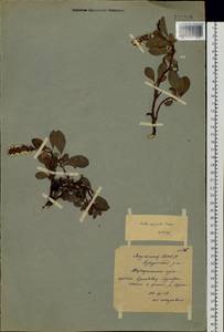 Salix sphenophylla A. K. Skvortsov, Siberia, Yakutia (S5) (Russia)
