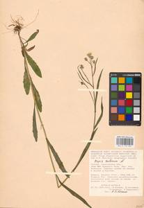 Crepis tectorum L., Eastern Europe, Lower Volga region (E9) (Russia)