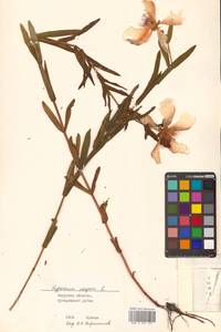 Hypericum ascyron L., Siberia, Russian Far East (S6) (Russia)
