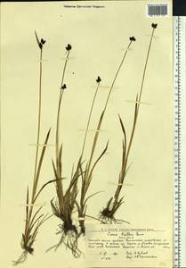 Carex norvegica Retz. , nom. cons., Eastern Europe, Northern region (E1) (Russia)