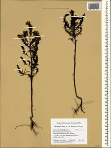 Odontites luteus (L.) Clairv., Crimea (KRYM) (Russia)