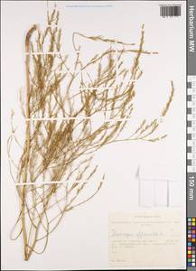 Asparagus officinalis L., Siberia, Western Siberia (S1) (Russia)