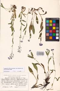 Myosotis asiatica (Vestergr. ex Hultén) Schischk. & Serg., Eastern Europe, Eastern region (E10) (Russia)