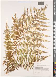 Athyrium filix-femina (L.) Roth, Siberia, Western Siberia (S1) (Russia)