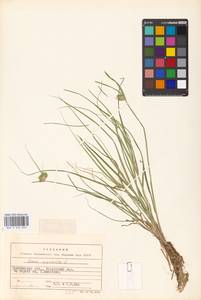 Carex bohemica Schreb., Eastern Europe, Eastern region (E10) (Russia)