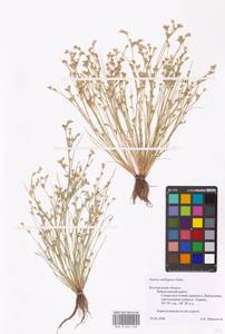 Juncus ranarius Songeon & E. P. Perrier, Eastern Europe, Central forest-and-steppe region (E6) (Russia)