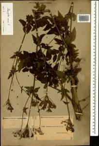 Chaerophyllum aureum L., Caucasus, Dagestan (K2) (Russia)