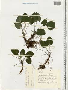 Viola ×interjecta Borbás, Eastern Europe, Central forest region (E5) (Russia)