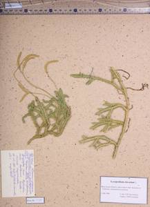 Lycopodium clavatum L., Siberia, Baikal & Transbaikal region (S4) (Russia)