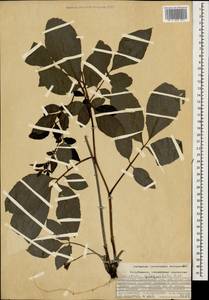 Klasea quinquefolia (Willd.) Greuter & Wagenitz, Caucasus, Azerbaijan (K6) (Azerbaijan)