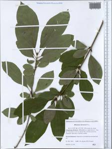 Rhamnus dahuricus (Makino) Kartesz & Gandhi, Siberia, Russian Far East (S6) (Russia)