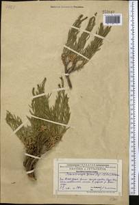 Crinitaria grimmii (Regel & Schmalh.) Grierson, Middle Asia, Western Tian Shan & Karatau (M3) (Kazakhstan)