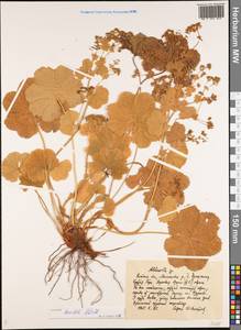 Alchemilla breviloba H. Lindb., Eastern Europe, Central region (E4) (Russia)