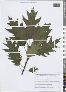 Quercus rubra L., Eastern Europe, Belarus (E3a) (Belarus)