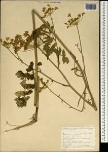 Pastinaca pimpinellifolia M. Bieb., South Asia, South Asia (Asia outside ex-Soviet states and Mongolia) (ASIA) (Turkey)