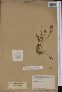 Astragalus monspessulanus, Western Europe (EUR) (France)
