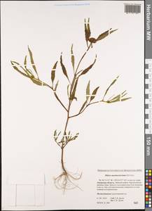 Bidens maximowicziana Oett., Siberia, Russian Far East (S6) (Russia)