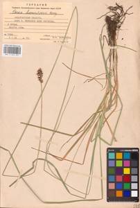 Carex divulsa Stokes, Eastern Europe, West Ukrainian region (E13) (Ukraine)