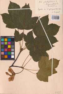 Acer pseudoplatanus L., Eastern Europe, West Ukrainian region (E13) (Ukraine)