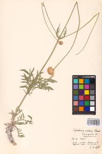Cephalaria uralensis (Murray) Roem. & Schult., Eastern Europe, Lower Volga region (E9) (Russia)