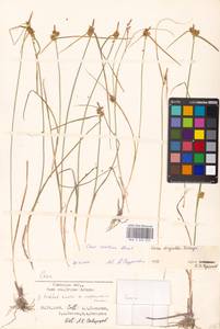 Carex oederi var. bergrothii (Palmgr.) Hedrén & Lassen, Eastern Europe, North-Western region (E2) (Russia)