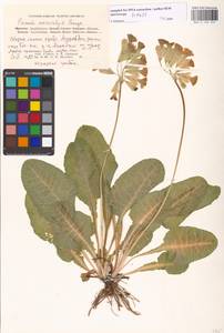 Primula veris subsp. macrocalyx (Bunge) Lüdi, Caucasus, Azerbaijan (K6) (Azerbaijan)