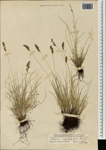 Festuca kryloviana Reverd., Mongolia (MONG) (Mongolia)