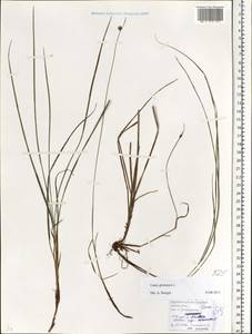Carex globularis L., Eastern Europe, Belarus (E3a) (Belarus)
