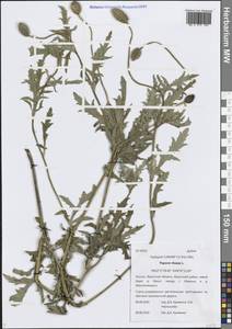 Papaver rhoeas L., Siberia, Baikal & Transbaikal region (S4) (Russia)