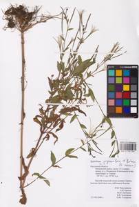 Epilobium roseum subsp. subsessile (Boiss.) P. H. Raven, Eastern Europe, Central region (E4) (Russia)