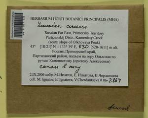 Leucodon coreensis Cardot, Bryophytes, Bryophytes - Russian Far East (excl. Chukotka & Kamchatka) (B20) (Russia)