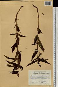 Koenigia tripterocarpa (A. Gray) T. M. Schust. & Reveal, Siberia, Chukotka & Kamchatka (S7) (Russia)