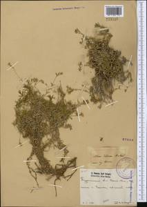 Sabulina litwinowii (Schischk.) Dillenb. & Kadereit, Middle Asia, Kopet Dag, Badkhyz, Small & Great Balkhan (M1) (Turkmenistan)