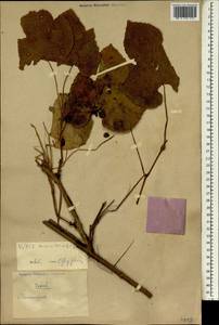 Vitis amurensis Rupr., South Asia, South Asia (Asia outside ex-Soviet states and Mongolia) (ASIA) (China)