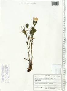 Adonis ×hybrida C. F. Wolff ex Nyman, Eastern Europe, Middle Volga region (E8) (Russia)