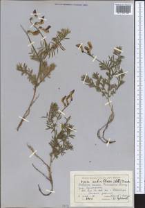 Vicia subvillosa (Ledeb.)Boiss., Middle Asia, Western Tian Shan & Karatau (M3) (Kyrgyzstan)