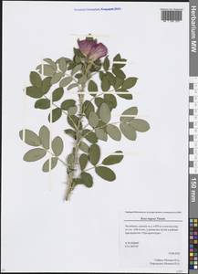 Rosa rugosa Thunb., Eastern Europe, Eastern region (E10) (Russia)
