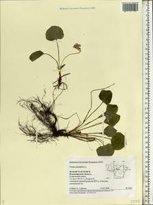 Viola mirabilis L., Eastern Europe, Central region (E4) (Russia)