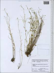 Arabidopsis septentrionalis (N. Busch) D. A. German, Siberia, Western Siberia (S1) (Russia)