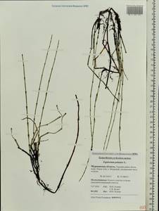 Equisetum palustre L., Eastern Europe, Northern region (E1) (Russia)