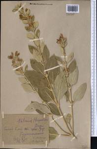 Phlomis thapsoides, Middle Asia, Pamir & Pamiro-Alai (M2) (Uzbekistan)