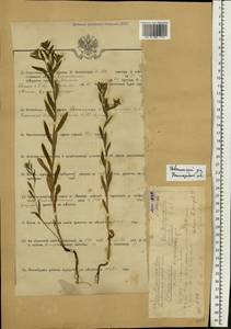 Buglossoides arvensis (L.) I. M. Johnst., Eastern Europe, Volga-Kama region (E7) (Russia)