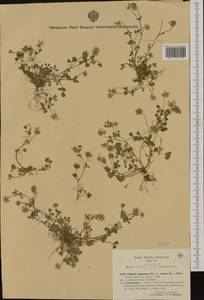 Trifolium nigrescens Viv., Western Europe (EUR) (Italy)
