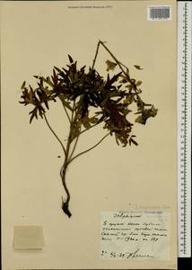 Delphinium dasycarpum Stev. ex DC., Caucasus, Stavropol Krai, Karachay-Cherkessia & Kabardino-Balkaria (K1b) (Russia)
